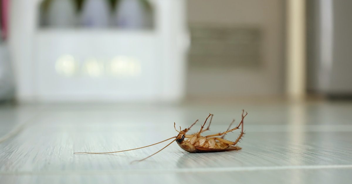 Cockroach Problem