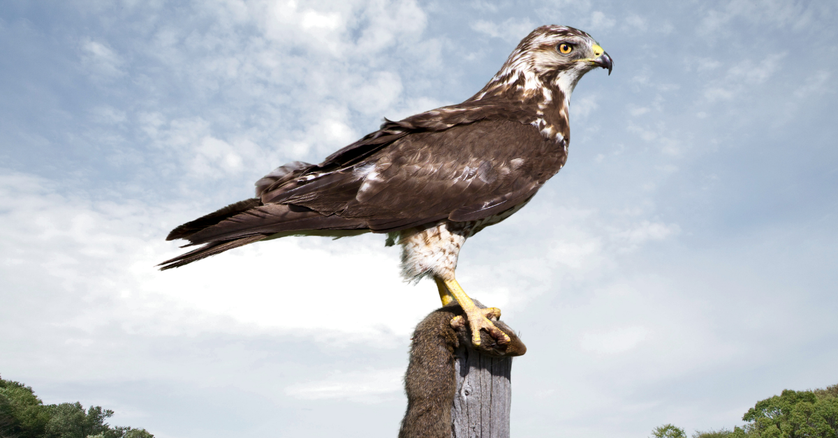 Hawkish and Hurting